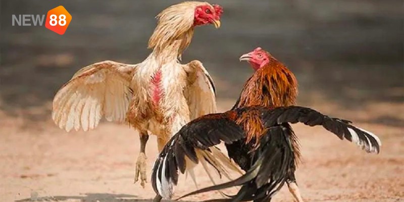 Kinh nghiệm cá cược đá gà trực tuyến luôn thắng từ cao thủ NEW88