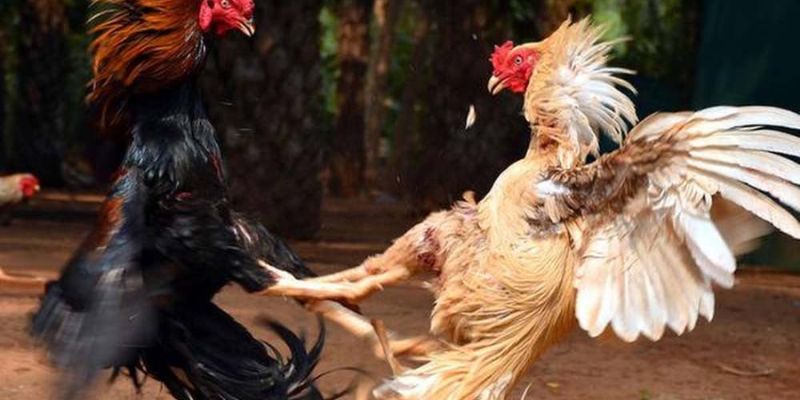 Ưu điểm của kèo đá gà trực tiếp Ưu điểm của kèo đá gà trực tiếp